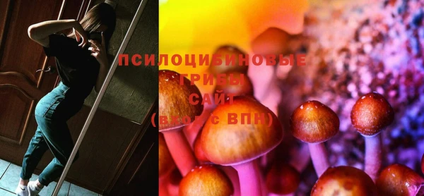 индика Новозыбков